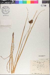 Bolboschoenus maritimus image