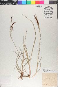 Carex glauca image