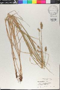 Carex cristatella image