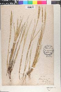 Spartina stricta image