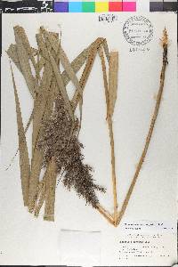 Phragmites australis image