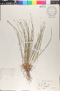 Trichophorum planifolium image