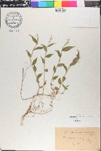 Oplismenus undulatifolius image