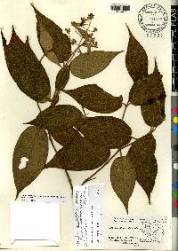 Miconia bullatifolia image