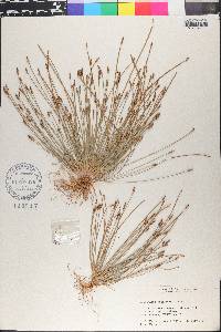 Eleocharis engelmannii image