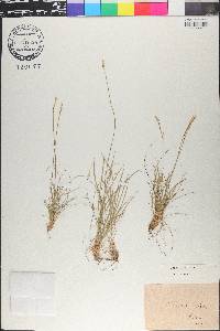Carex alba image