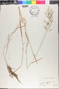 Poa trivialis image