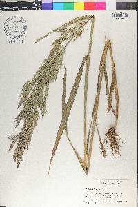 Cinna arundinacea image