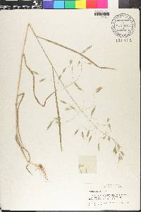 Bromus arvensis image