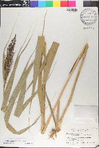 Phragmites australis image