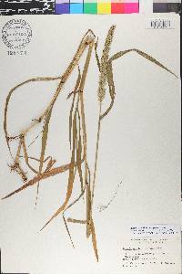 Setaria verticillata image