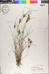 Cyperus schweinitzii image