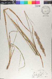 Calamagrostis cinnoides image