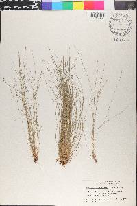 Eleocharis intermedia image