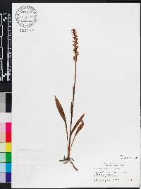 Spiranthes ochroleuca image