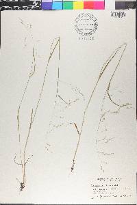 Poa paludigena image