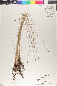 Eleocharis erythropoda image