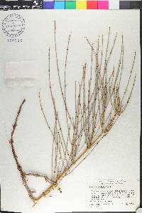 Ephedra viridis image