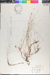 Eleocharis tenuis image