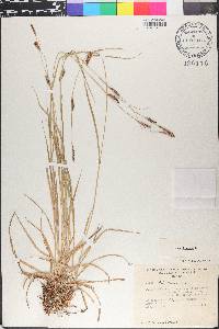 Carex distans image