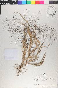 Panicum philadelphicum image