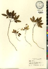 Panax trifolius image