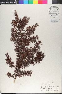 Taxus canadensis image