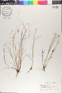 Carex angustior image