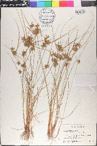 Cyperus flavescens var. poaeformis image