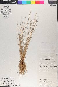 Eleocharis geniculata image