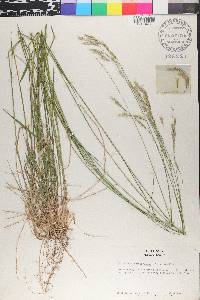 Schizachne purpurascens image