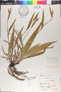 Carex albursina image
