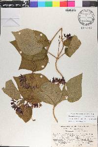 Matelea decipiens image