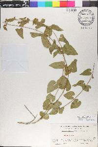 Matelea pubiflora image