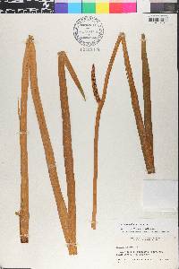 Acorus calamus image