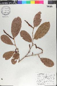 Coccoloba floribunda image