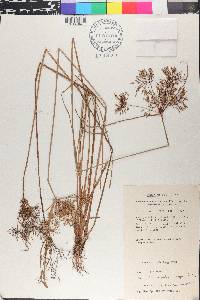 Cyperus polystachyos image