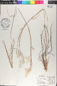 Andropogon leucostachyus image