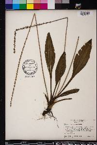 Plantago sparsiflora image