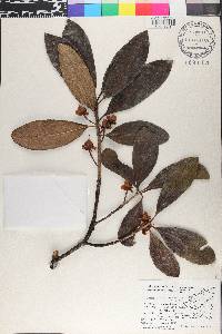 Ternstroemia tepezapote image