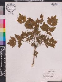 Xanthorhiza simplicissima image