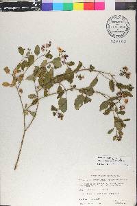 Solanum umbelliferum image