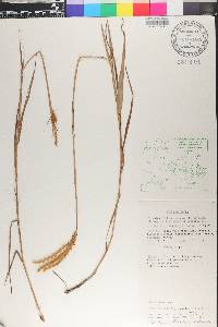 Eulalia leptostachys image