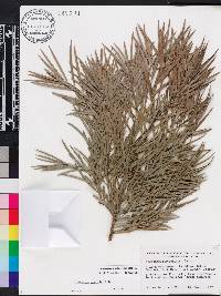 Afrocarpus gracilior image