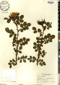 Rosa rubiginosa image