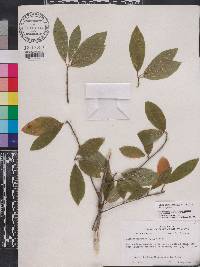 Ilex amelanchier image