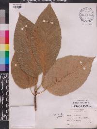 Magnolia acuminata image