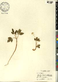 Panax trifolius image