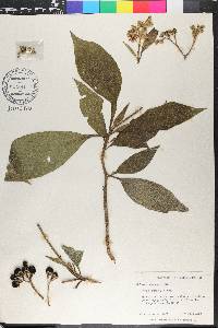 Solanum rugosum image