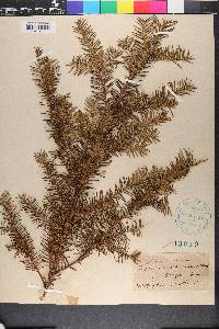 Taxus canadensis image